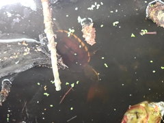 Malayemys macrocephala