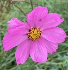 Cosmos bipinnatus
