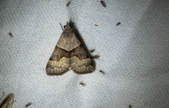 Hemeroplanis incusalis