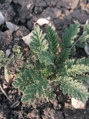 Achillea nobilis