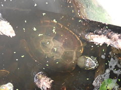 Malayemys macrocephala