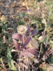 Centaurea trichocephala