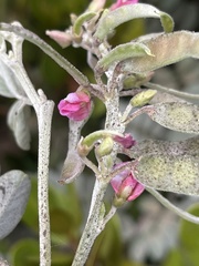 Tephrosia purpurea subsp. canescens image