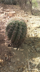 Ferocactus recurvus