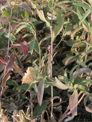 Centaurea trichocephala