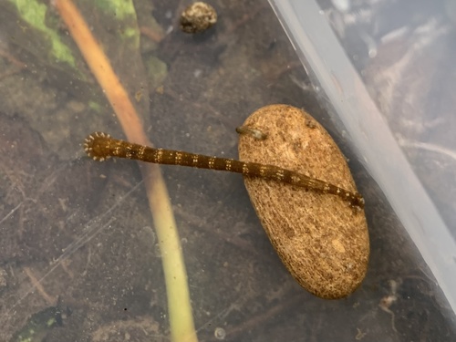 Piscicola siddalli