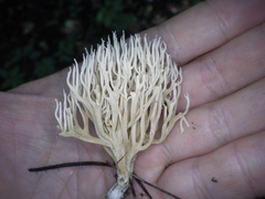 Ramaria gracilis