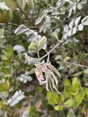Tephrosia purpurea subsp. canescens image