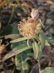 Centaurea trichocephala