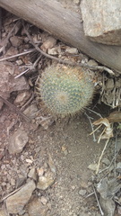 Mammillaria dixanthocentron