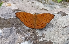 Pseudergolis wedah