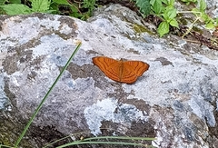 Pseudergolis wedah