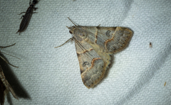 Hemeroplanis historialis