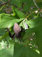 Acanthocephala thomasi
