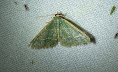 Chlorochlamys appellaria