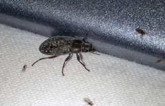 Pechalius dentiger