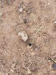 Dasymutilla eminentia