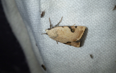 Micrathetis costiplaga