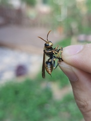 Polistes rothneyi
