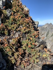 Petrophytum hendersonii