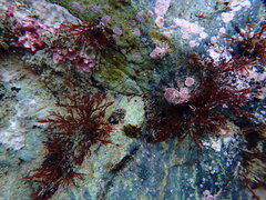 Lophurella hookeriana