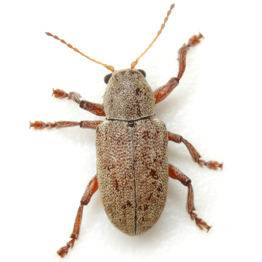 Myochrous magnus