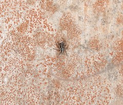 Aelurillus luctuosus