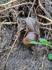 Helix pomatia