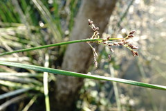 Schoenoplectus litoralis