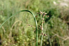 Schoenoplectus litoralis