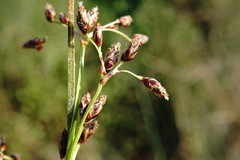 Schoenoplectus litoralis