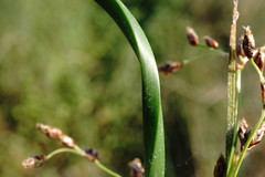 Schoenoplectus litoralis