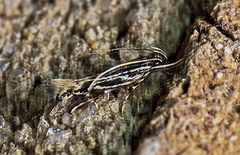 Eralea albalineella