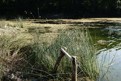 Schoenoplectus litoralis