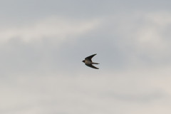 Hirundo rustica