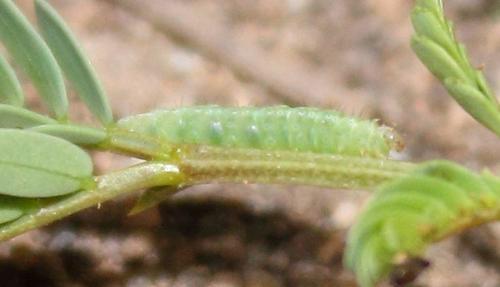 Kopūstinė Kandis nuotrauka