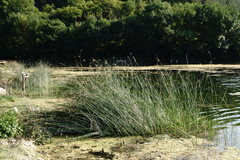 Schoenoplectus litoralis