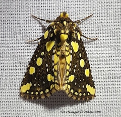 Gaurena florescens