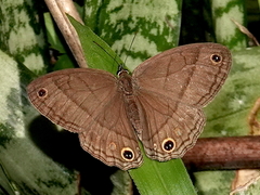 Cissia pompilia