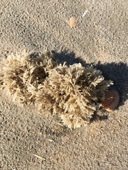 Flustridae