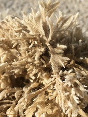 Flustridae