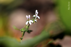 Pelargonium odoratissimum