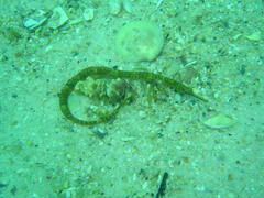 Syngnathus temminckii