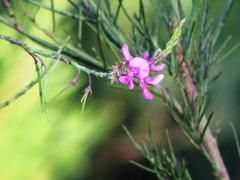 Indigofera filifolia