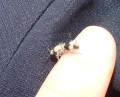 Dasylabris lugubris