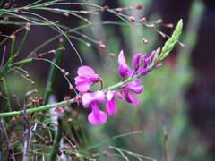 Indigofera filifolia