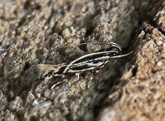 Eralea albalineella