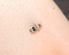 Dasylabris lugubris