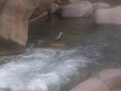 Merganetta armata armata