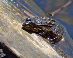 Pelophylax kurtmuelleri